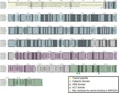 Identification and Biochemical Characterization of the Serine Biosynthetic Enzyme 3-Phosphoglycerate Dehydrogenase in Marchantia polymorpha